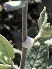 Eriodictyon traskiae