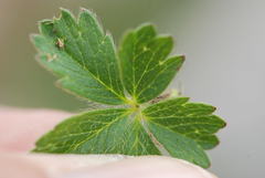 Potentilla crantzii