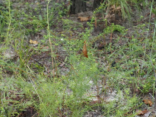 Dalea pinnata, photograph 6