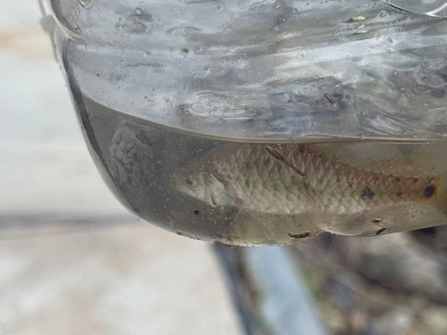 Chinese Barb