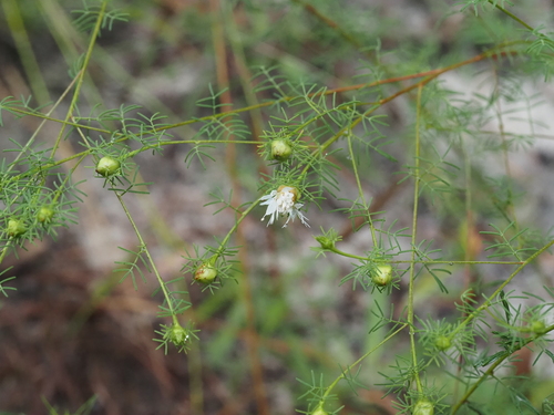Dalea pinnata, photograph 5