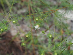 (c) carter, some rights reserved (CC BY) Dalea pinnata, photograph (c) carter, some rights reserved (CC BY)