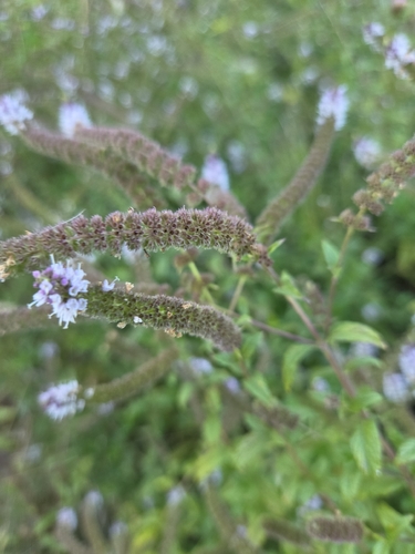 iNaturalist observation photo of spearmint