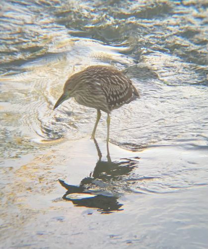 iNaturalist image