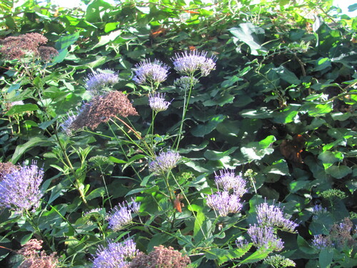 Trachelium caeruleum, photograph 1