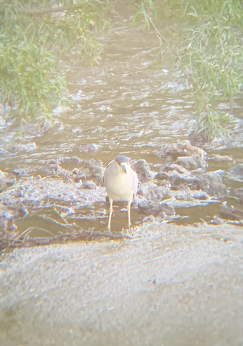 iNaturalist image