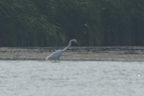 iNaturalist image