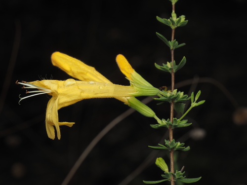 Clinopodium coccineum, photograph 4