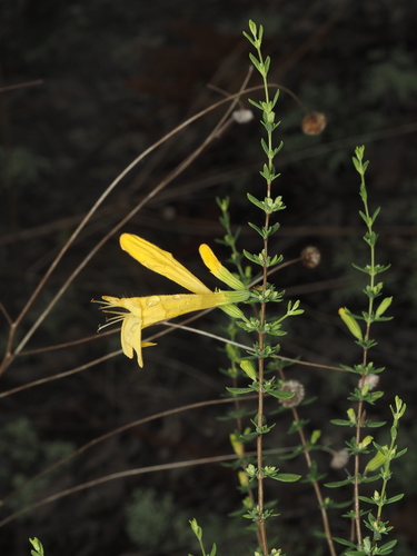 Clinopodium coccineum, photograph 5