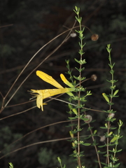 (c) carter, some rights reserved (CC BY) Clinopodium coccineum, photograph (c) carter, some rights reserved (CC BY)