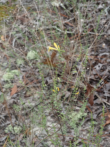 Clinopodium coccineum, photograph 6