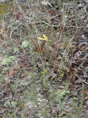 Clinopodium coccineum, photograph (c) carter, some rights reserved (CC BY)