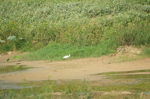 iNaturalist image