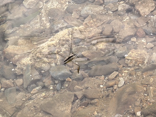 Giant Water Strider