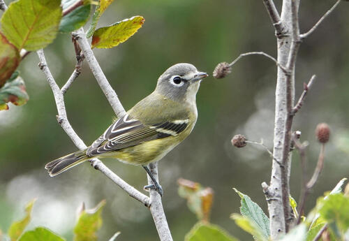Blue-headed Vireo