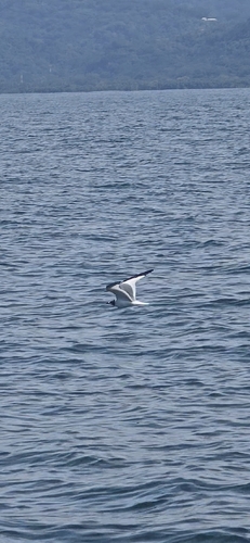 iNaturalist image