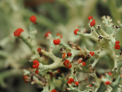 Jester Lichen