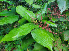 Miconia impetiolaris