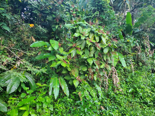 Miconia impetiolaris, photograph 1
