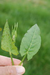 Rumex arifolius