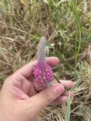 Trifolium purpureum