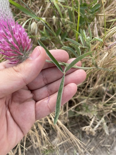 Trifolium purpureum, photograph 2