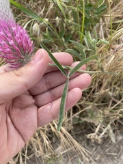 author not stated, no rights reserved Trifolium purpureum, photograph author not stated, no rights reserved