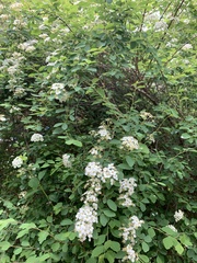 Spiraea × vanhouttei