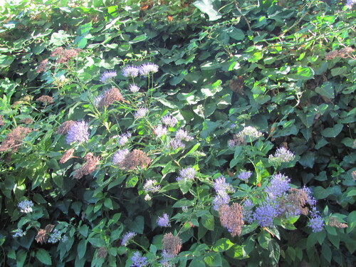 Trachelium caeruleum, photograph 4