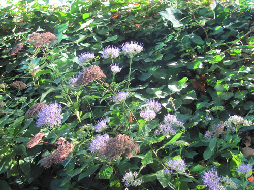 Trachelium caeruleum, photograph 3