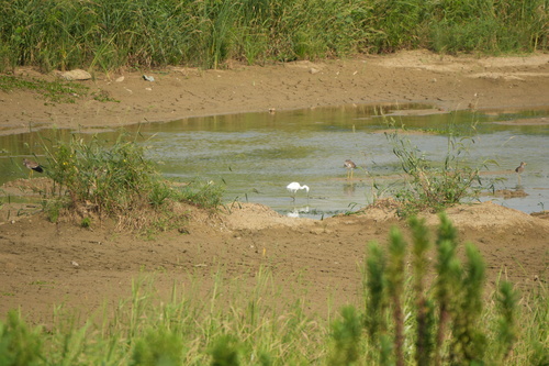 iNaturalist image