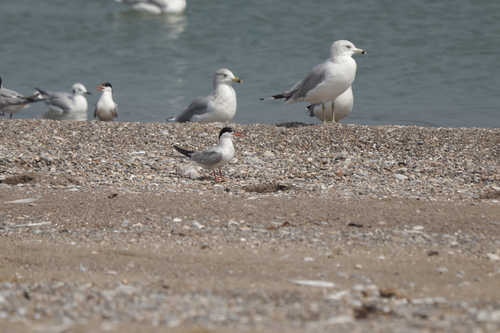 iNaturalist image