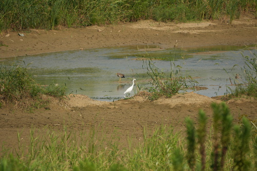 iNaturalist image
