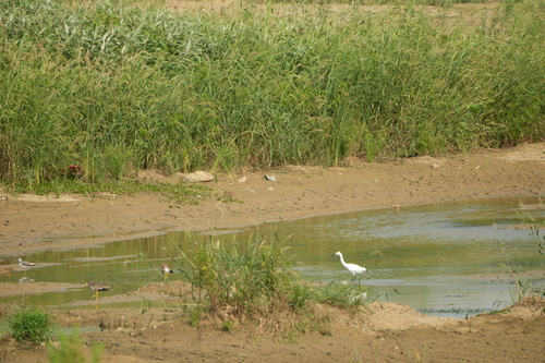 iNaturalist image