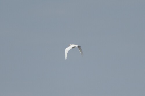 iNaturalist image
