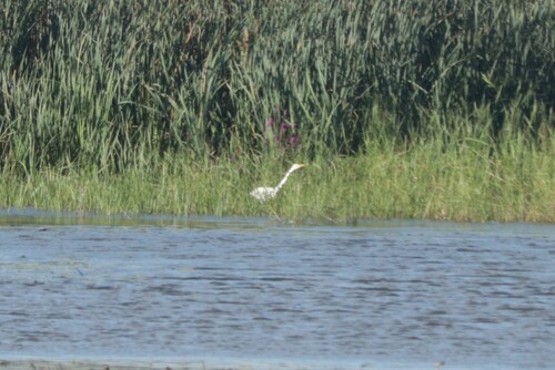 iNaturalist image