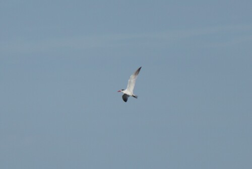 iNaturalist image