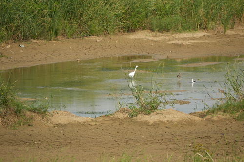iNaturalist image