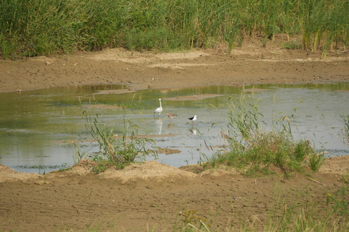 iNaturalist image