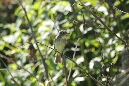 Empidonax minimus