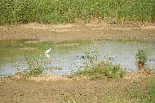 iNaturalist image