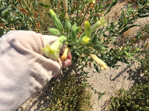 desert tobacco