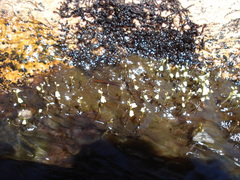 Utricularia neottioides