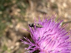 Acmaeodera bowditchi