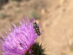Acmaeodera bowditchi