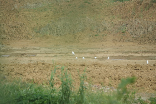 iNaturalist image