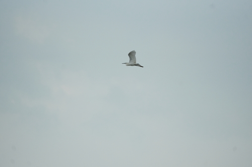 iNaturalist image