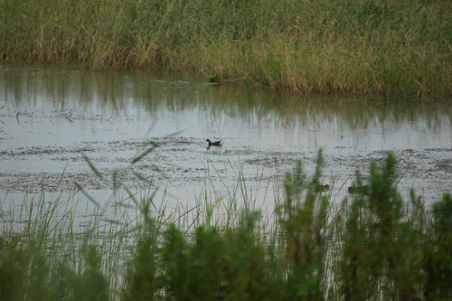 iNaturalist image