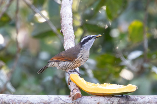 Lophorina superba observed 2026-07-14