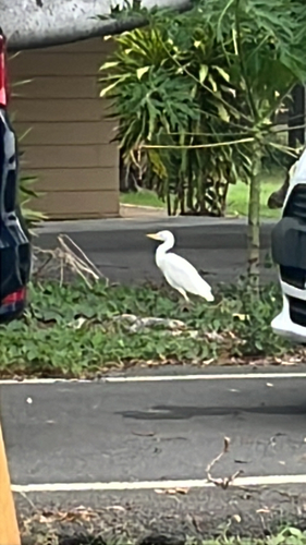 iNaturalist image
